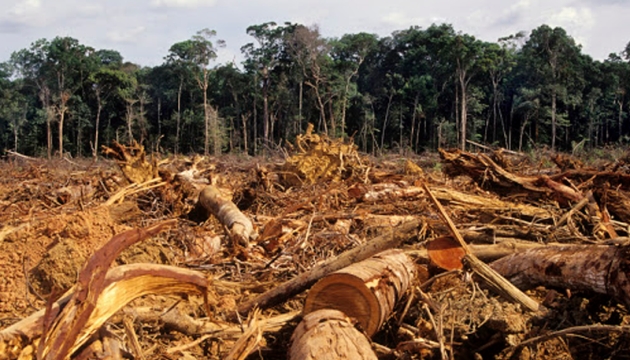 Экологи заявляют о рекордной вырубке деревьев Амазонки