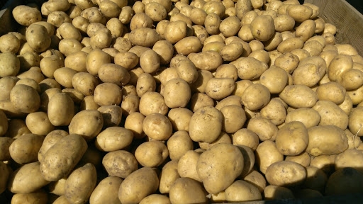 С начала 2022 года Украина экспортировала картофеля на 1,14 миллионов долларов