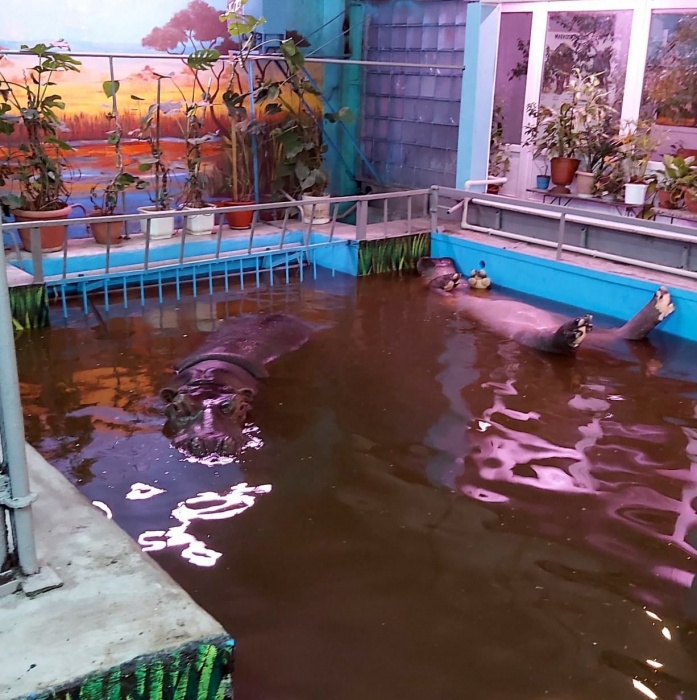 В Николаевском зоопарке отмечают День бегемота
