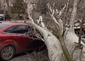В Николаеве огромный тополь упал на припаркованные автомобили