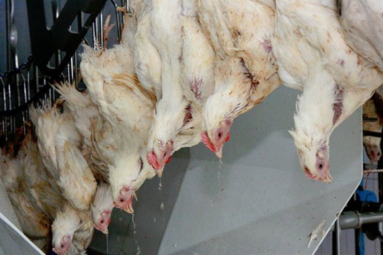 В Херсонской области начнут массово забивать кур – их нечем кормить