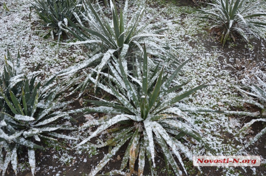 В Николаеве прошел снегопад (фото)