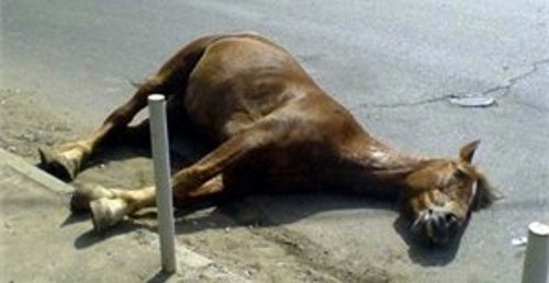 Необычное ДТП в Одессе: блондинка на Prado сбила лошадь 