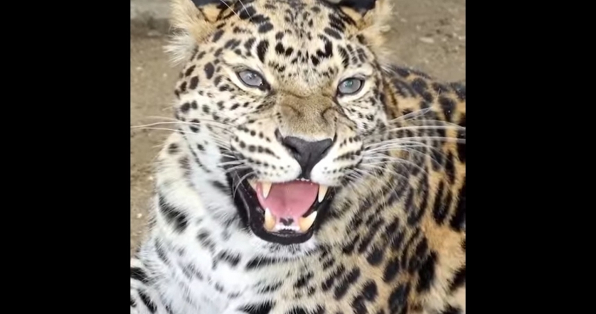 В Николаевском зоопарке родился дальневосточный леопард
