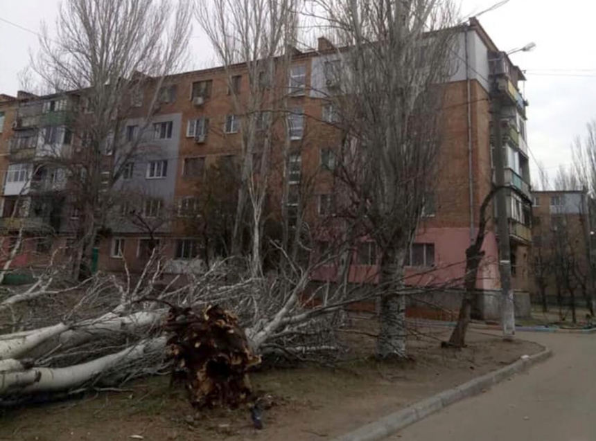 «Гнилые и могут упасть»: мэр Николаева рассказал о тополях, которые спиливают вдоль проспекта