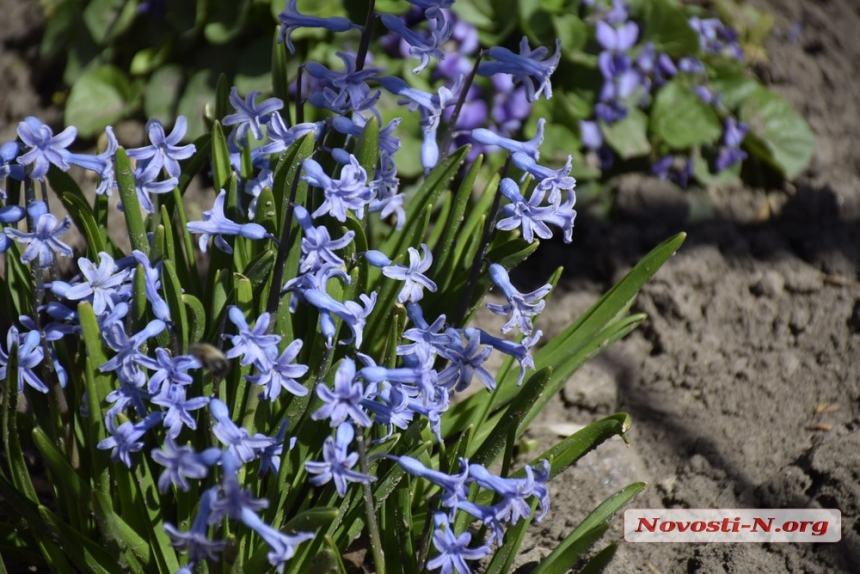 Весна в прифронтовом Николаеве (фоторепортаж)
