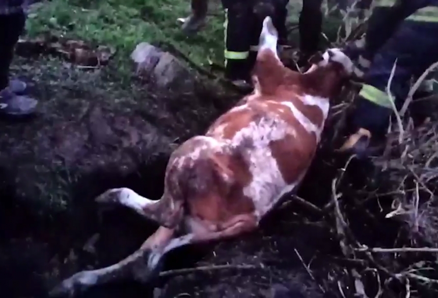 В Запорожье спасатели вытащили 200-килограммового теленка из канализационного колодца