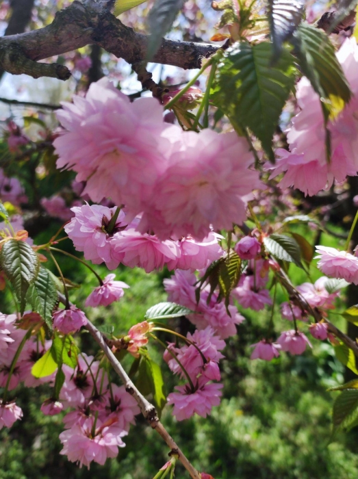 Весна: в Николаевском зоопарке показали, как цветут сакуры и миндаль (фото)
