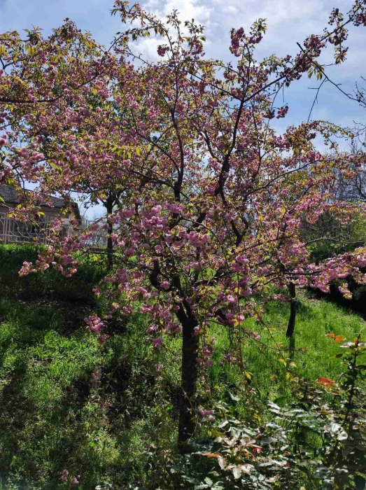 Весна: в Николаевском зоопарке показали, как цветут сакуры и миндаль (фото)