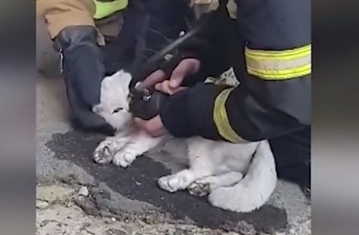 Уманские спасатели реанимировали кота, которого вытащили из горящей квартиры (видео)