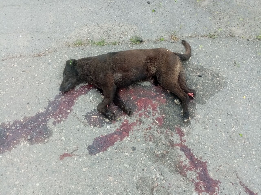 Оккупанты обстреляли частный сектор Николаева: повреждены дома, убиты животные (фото)