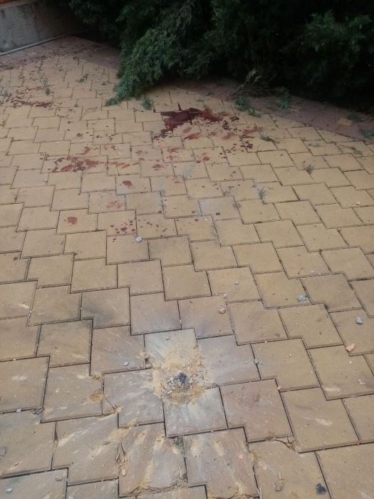 Оккупанты обстреляли частный сектор Николаева: повреждены дома, убиты животные (фото)