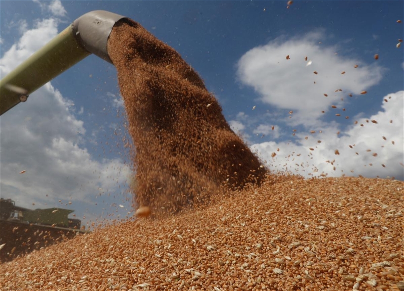 Запасов пшеницы на Земле осталось на 10 недель, - ООН