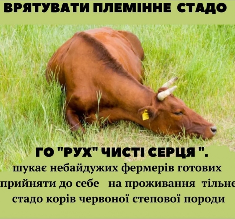 Из прифронтового села Николаевской области спасли стадо из почти 200 коров