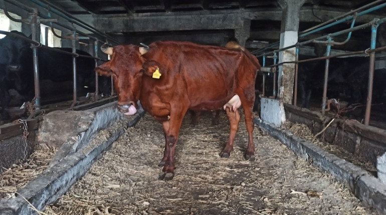 Из Николаевской области под обстрелами эвакуировали 120 коров - спасали «дойную» породу