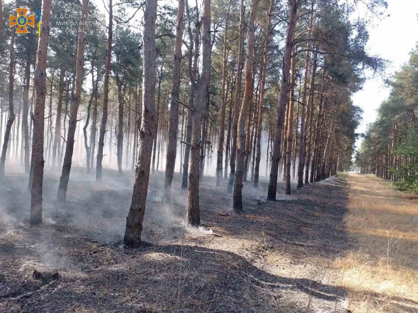 В Николаевской области из-за обстрелов горел лес