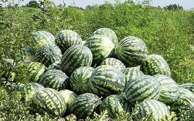 Ким рассказал, чем заменят фрукты и овощи из Херсонской и Запорожской областей