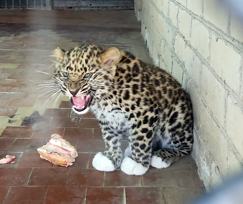В Николаевском зоопарке во время войны родился редкий леопард — в мире их осталось около сотни (фото)
