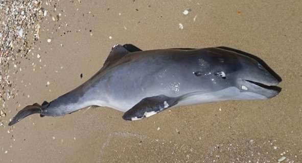Около 3 тысяч дельфинов погибли в Черном море из-за вторжения России в Украину
