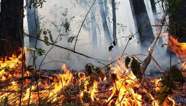 На Буковине женщина уничтожила лесной массив национального природного парка
