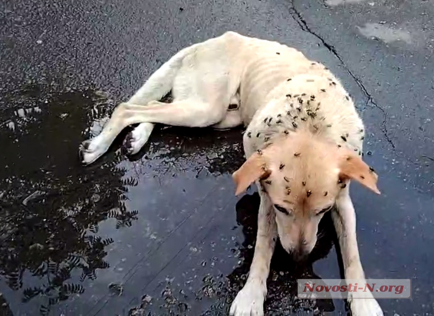 В Николаеве горожанка пыталась спасти умирающую собаку: защитники «отмахнулись»