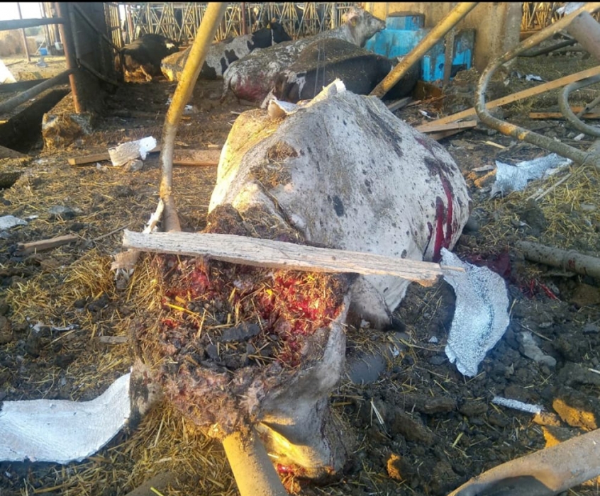 В Николаевской области оккупанты обстреляли предприятие с коровами