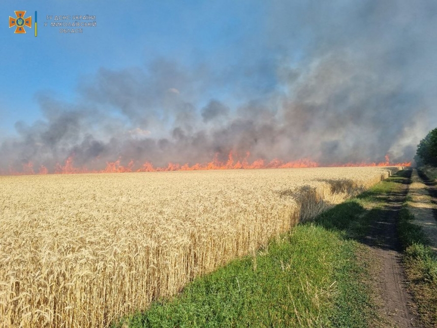 У Миколаївській області горіло поле з пшеницею – урожай, ймовірно, підпалили