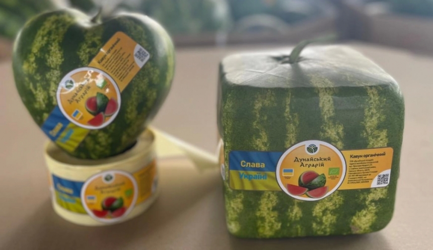 Квадратные и в виде сердечка: в Украине собирают урожай «необычных» арбузов