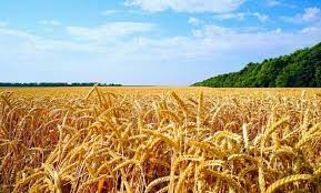 Єгипет розірвав контракти на постачання 240 тисяч тонн українського зерна - у тому числі з «Нібулоном»
