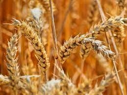 В Украине уже собрали почти 21 млн тонн нового урожая
