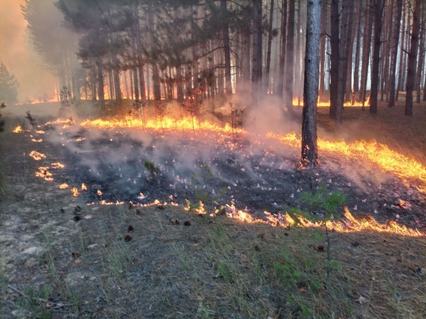 Гасіння величезної пожежі в Андріївському лісі продовжується: залучили додаткові сили