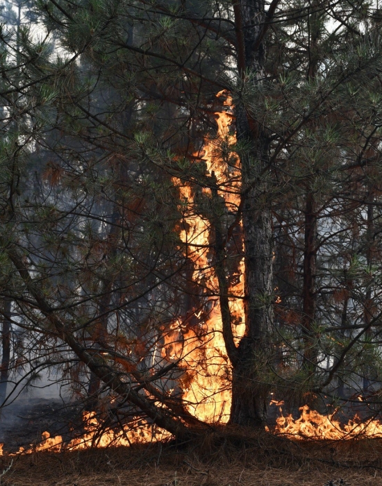 На Миколаївщині лісові пожежі через обстріли завдали збитків на 111 мільйонів гривень