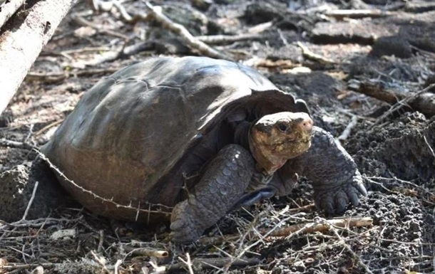 На Галапагосах знайшли черепаху, вид якої вимер 100 років тому
