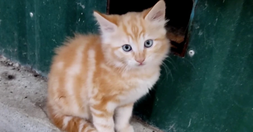 У Миколаєві побачили кота з тризубом на мордочці (відео)