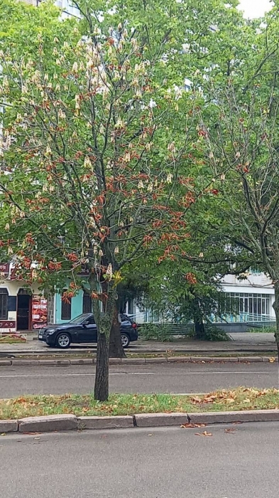 В Николаеве в сентябре зацвели каштаны