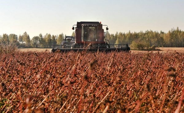 Україна вперше за 10 років збере рекордний урожай гречки, - Мінагро