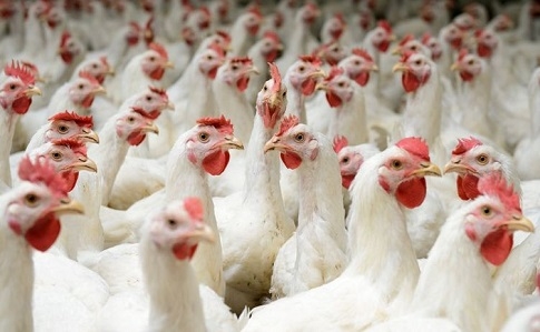 В Британии заявили о крупнейшей в истории вспышке птичьего гриппа 
