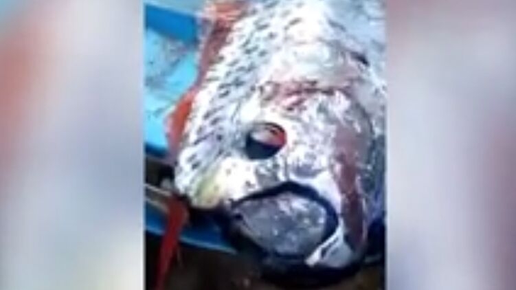 В Мексике поймали редкую «рыбу Судного дня», которая по легендам предвещает конец света (видео)