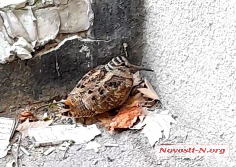 В центре Николаева горожане заметили необычную птицу – «лесного барашка» (видео)