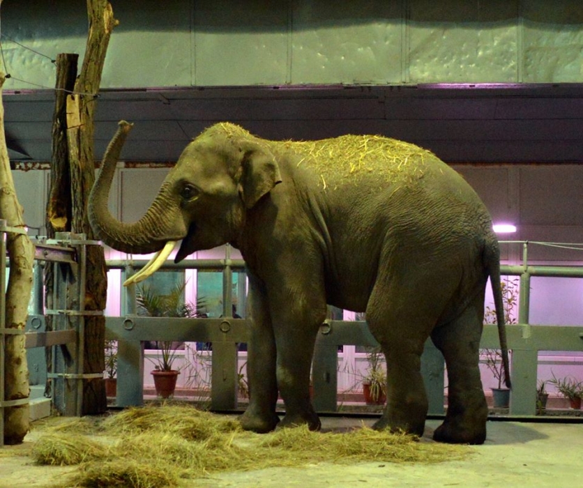 Слоны на взрывы и ухом не ведут: директор о стрессоустойчивых обитателях Николаевского зоопарка