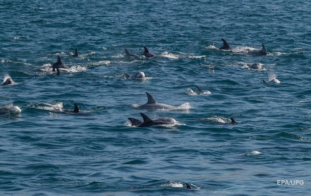 У Чорному морі через війну загинуло 50 тисяч дельфінів