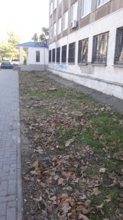 Инспекторы посчитали ущерб от незаконной вырубки деревьев в Николаеве: названа сумма