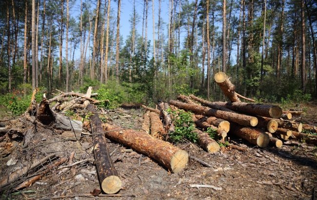 Жители Николаевской области первые в Украине начали получать бесплатные дрова