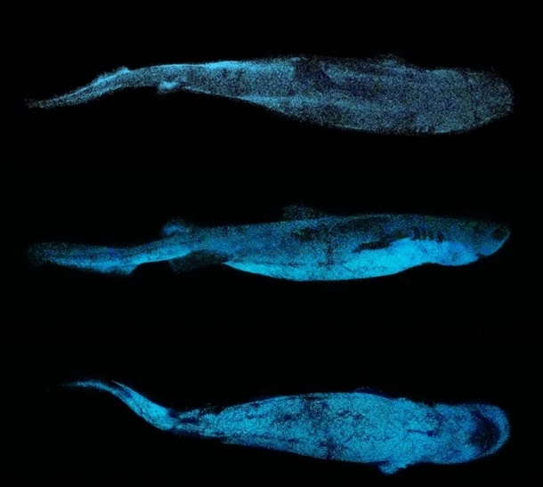 Биологи обнаружили светящихся в темноте глубоководных акул
