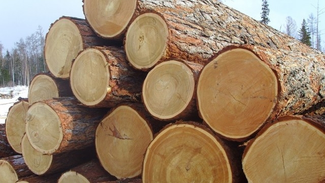 Кабмин ввел запрет на экспорт топливной древесины