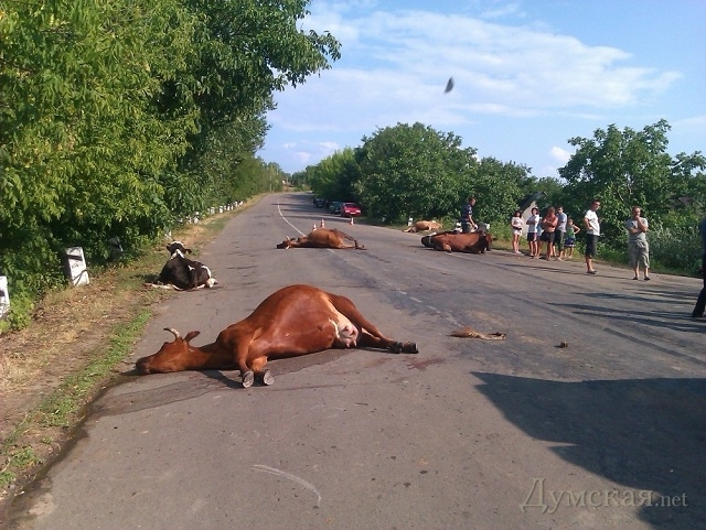 В Одесской области грузовик врезался в стадо коров и погубил 17 животных. ФОТО