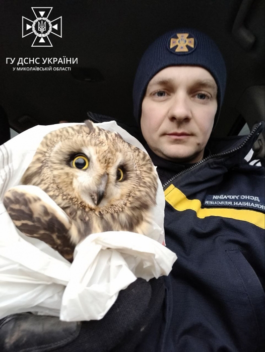 У селі під Миколаєвом піротехніки врятували сову з перебитим крилом