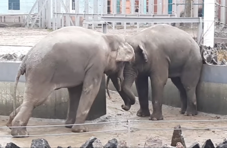 «Битва» слонів у Миколаївському зоопарку: з'явилося відео