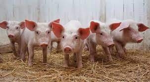 В Николаевской области — вспышка африканской чумы свиней