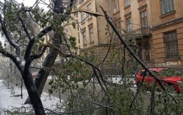 Негода у Львові: понад сотню повалених дерев та 10 пошкоджених авто
